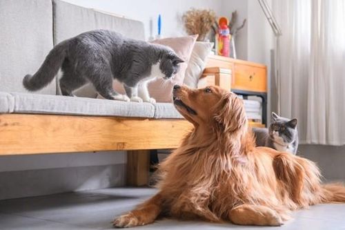 Nuôi chơi hay để thịt?