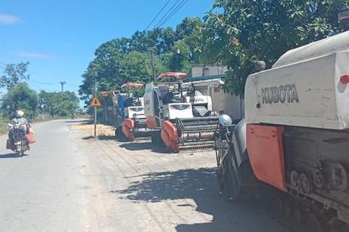 Lúa chín vàng rộ, HTX cấm xã viên thuê máy gặt thu hoạch