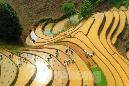 Nông dân hối hả cấy lúa trên những thửa ruộng bậc thang