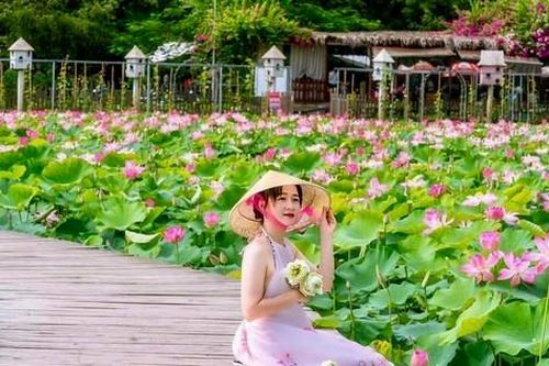 Mùa sen nở rộ, giới trẻ nô nức về Ninh Bình chụp ảnh