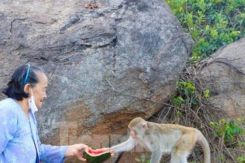 Cụ bà 80 tuổi nuôi nấng đàn khỉ hoang nơi cửa biển