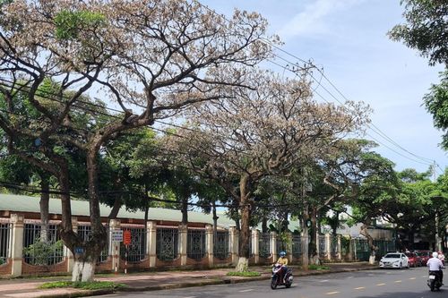 Tìm cách cứu hàng loạt cây hoa sữa đang chết dần