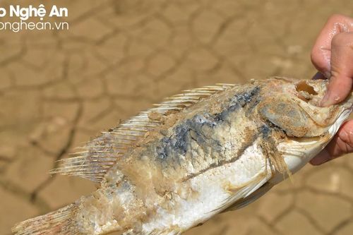 Nắng nóng kéo dài, Nghệ An hồ khô cạn, cá chết nhiều
