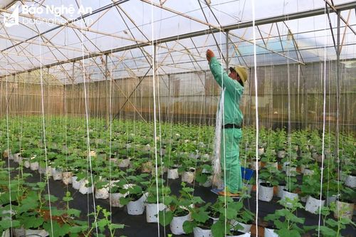 Cử tri mong muốn gừng Kỳ Sơn được tiêu thụ tốt hơn