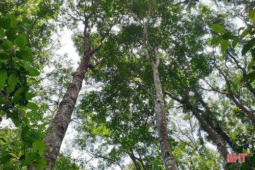 Hơn 25.700 ha rừng Hà Tĩnh có 'vé thông hành' vào thị trường gỗ quốc tế