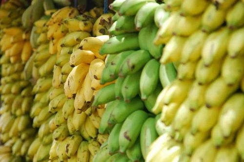 Giới khoa học tạo ra 'siêu chuối' giàu dinh dưỡng có thể cứu hàng triệu người