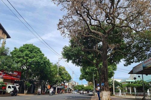 Đã tìm được nguyên nhân khiến 180 cây hoa sữa bị trụi lá, héo cành