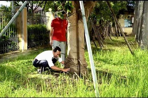 Những cây Hoàng Mai đặc biệt trên địa bàn Thừa Thiên-Huế