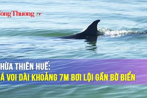 Thừa Thiên Huế: Cá voi dài khoảng 7m bơi lội gần bờ biển