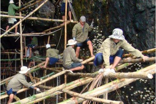 Cấp bách bảo vệ quần thể chim yến đảo
