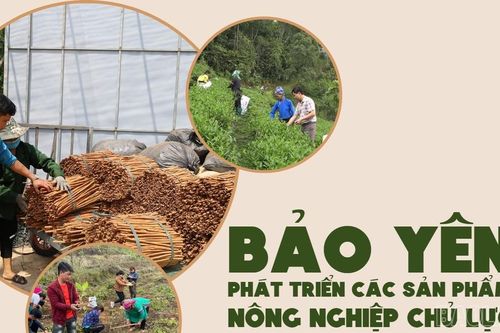 Bảo Yên phát triển các sản phẩm nông nghiệp chủ lực