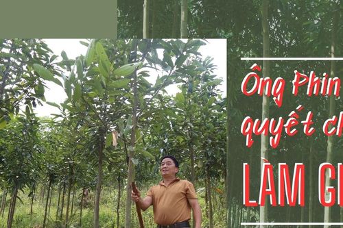 Ông Phin quyết chí làm giàu