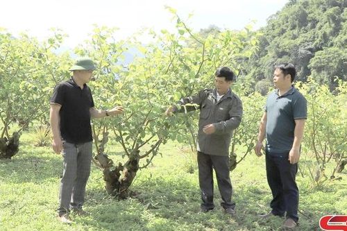Đảng bộ xã Xuân Nha lãnh đạo nhân dân phát triển kinh tế hiệu quả