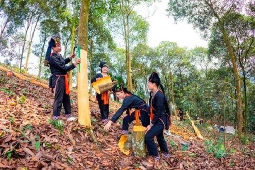 Đồng bào Dao ở Văn Yên làm giàu từ cây quế