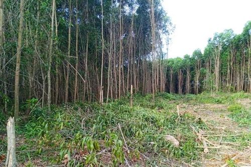 BQL rừng phòng hộ chiếm dụng trái phép đất rừng của xã để trồng keo hưởng lợi