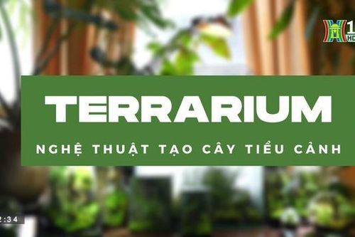 Nghệ thuật tạo cây tiểu cảnh | HANOI review | 06/07/2023