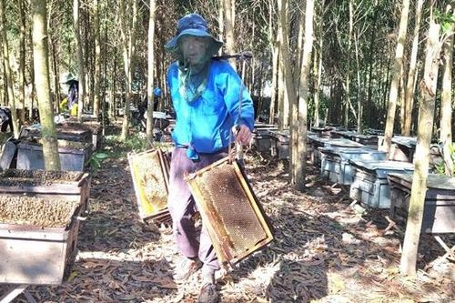 Hà Tĩnh: Người nuôi ong 'du mục' phấn khởi vào mùa thu hoạch mật