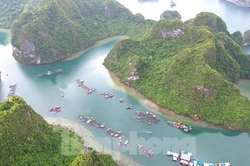 Bảo vật của di sản vịnh Hạ Long đang chìm dần
