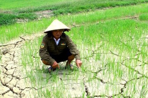 Nắng nóng khốc liệt kéo dài, cá chết, đồng khô, hồ đập trơ đáy