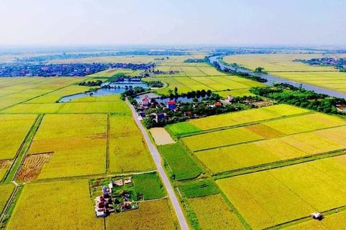 Tin bất động sản ngày 7/7: TP HCM được chuyển mục đích sử dụng đất trồng lúa dưới 500 ha