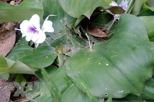 Tìm giải pháp phát triển dược liệu theo chuỗi giá trị gắn với du lịch