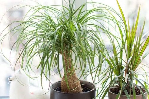 9 loại cây hút ẩm hiệu quả để chống nồm, nhà nào cũng nên có 1 cây