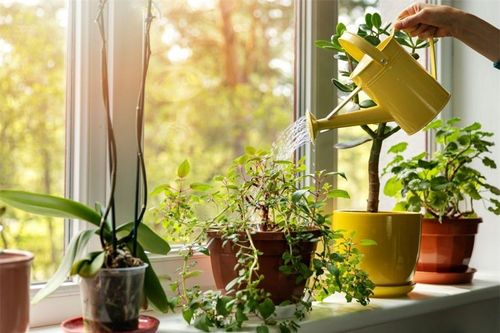 Chỉ cần làm cách này cây 'hồi sinh' đâm trồi nảy lộc xanh mơn mởn