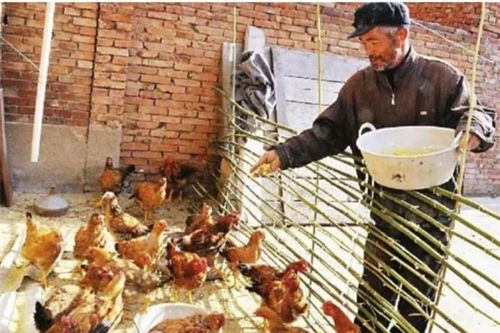Ông lão nhặt được hũ gốm, mang về 'làm chậu cho gà ăn', ai ngờ là bảo vật vô giá
