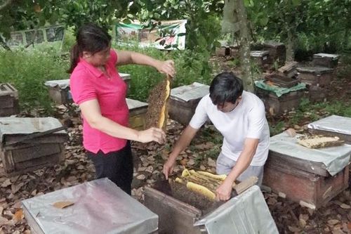 Khởi nghiệp với mật ong hoa chôm chôm của vùng trái cây Long Khánh
