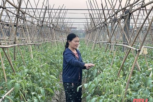 Chú trọng phát triển sản phẩm nông nghiệp lợi thế