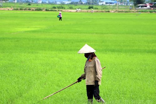 Chăm sóc, bảo vệ lúa mùa ngay từ đầu vụ