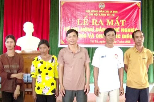 Ra mắt Tổ hội nông dân trồng và chăm sóc điều