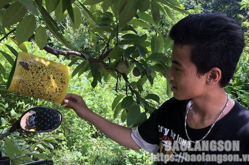 Chi Lăng tập trung phòng, trừ sâu bệnh hại quả na