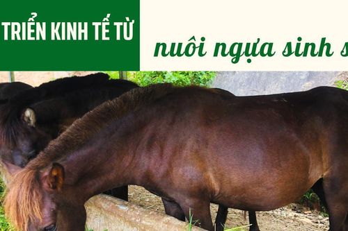 Phát triển kinh tế từ nuôi ngựa sinh sản
