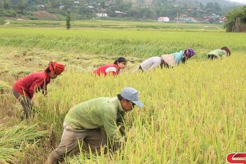 Khẩn trương thu hoạch lúa xuân, triển khai vụ mùa