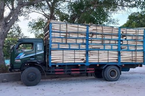 Tạm giữ 3 xe tải chở 25 tấn cây gỗ keo không có hồ sơ hợp pháp
