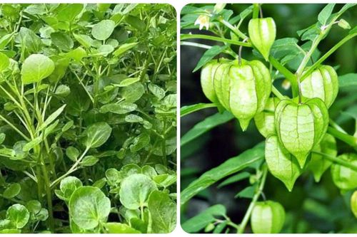 3 loại rau 'trường thọ' mọc dại đầy ở Việt Nam còn tốt hơn cả nhân sâm