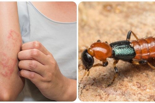 Cách diệt kiến ba khoang ở chung cư đơn giản, hiệu quả