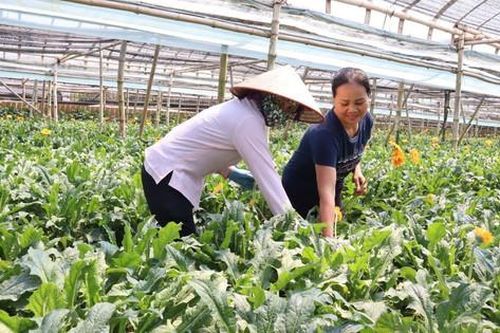 Đồng Tháp đón nhận danh hiệu xã nông thôn mới kiểu mẫu