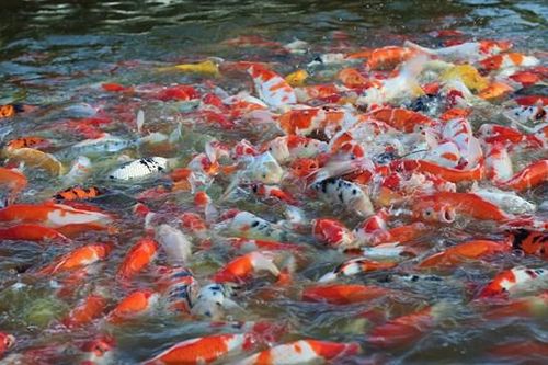Người dân thích thú kéo đến Hồ cá Koi lớn nhất Hà Nội