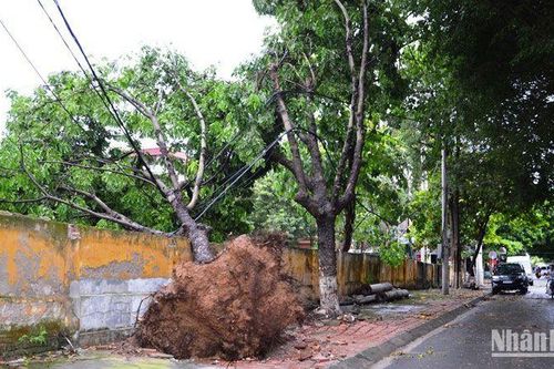 Lốc xoáy gây thiệt hại nhà xưởng, cây xanh ở thành phố Lào Cai