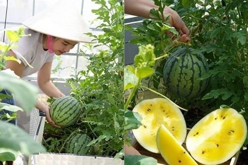 Đôi vợ chồng 8X dỡ mái nhà, chi 80 triệu trồng rau trên nóc