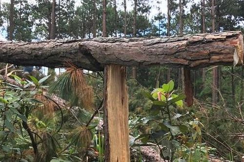 Chấm dứt chuyển nhượng dự án Sân golf và khu nghỉ dưỡng Đà Lạt