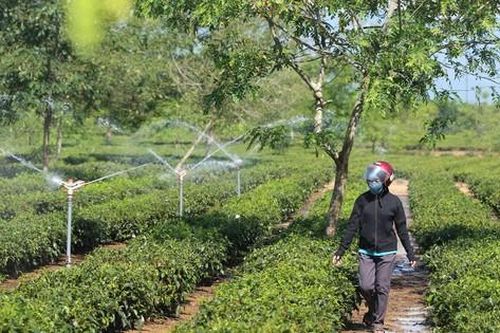 Nông dân vùng 'chảo lửa' Hà Tĩnh cứu cây chè cả ngày lẫn đêm