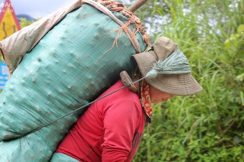 Nghề 'bế' gừng thuê ở Na Ngoi