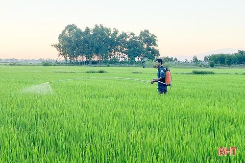 Sở NN&PTNT Hà Tĩnh 'thúc' các địa phương phòng trừ sâu cuốn lá nhỏ hại lúa hè thu