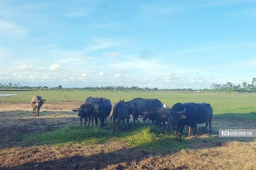 Hải Phòng: 'Đại dự án' hơn 40 ha thành nơi nuôi trâu, thả cá