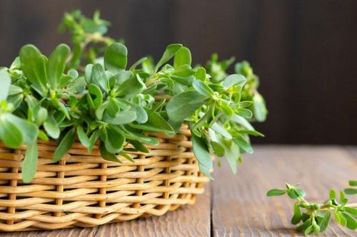 6 bài thuốc từ cây rau sam