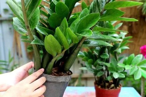 Thêm thứ này vào nước tưới cây kim tiền, sang tháng chồi non mọc tua tủa