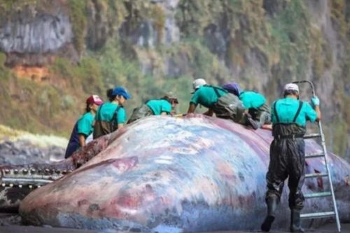 Xác cá nhà táng trôi dạt vào bờ, mổ bụng phát hiện 'báu vật' quý hiếm